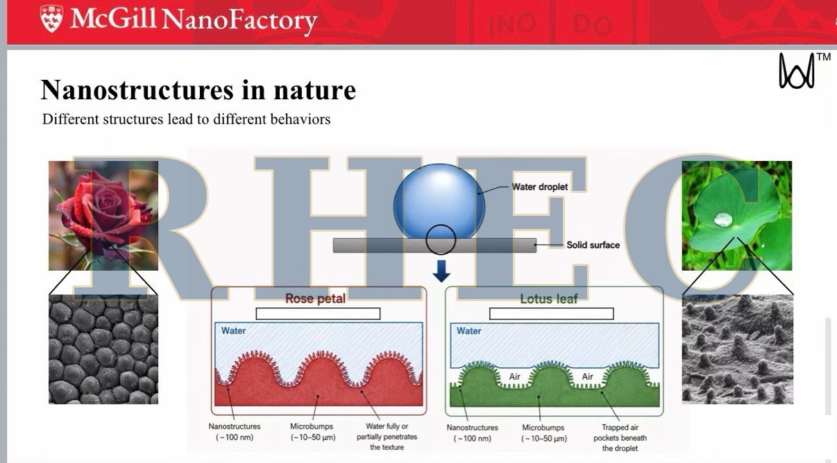 课程讲义截图（非营地现场照片）：McGill NanoFactory 讲义——自然界的纳米结构，从玫瑰花瓣、荷叶到壁虎的脚 / Lecture slides (not a camp photograph): the McGill NanoFactory slides on nanostructures in nature — from rose petals and lotus leaves to gecko feet